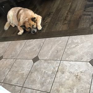 Meet your Posher, Dillon